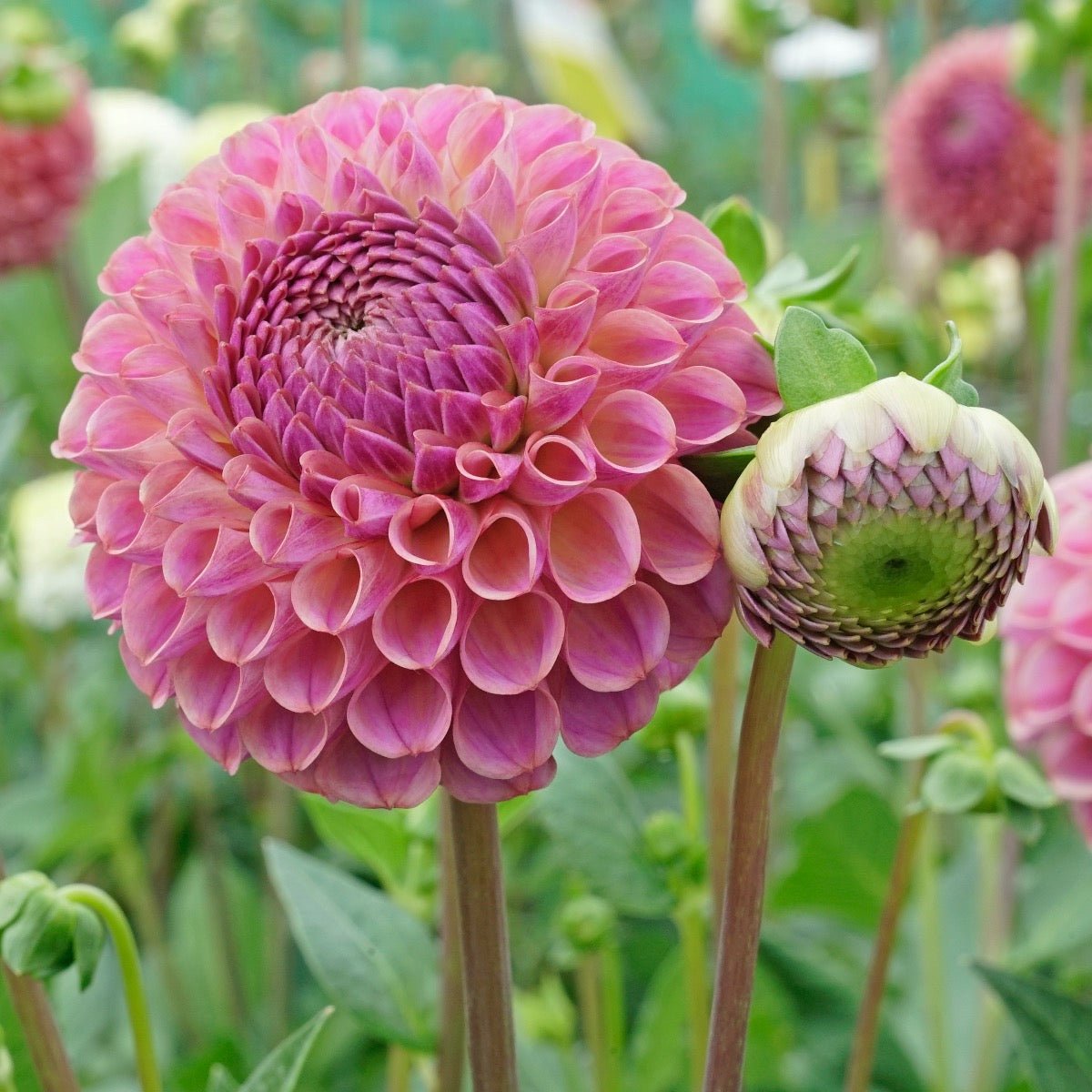 Dahlia Caitlin's Joy - roze dahlia - Fluwel