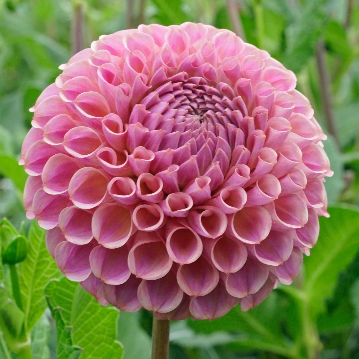 Dahlia Caitlin's Joy - roze dahlia - Fluwel