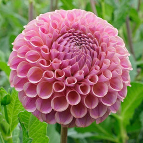 Dahlia Caitlin's Joy - Dahlias - Fluwel