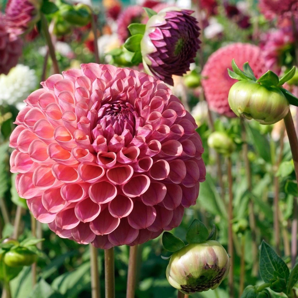 Dahlia Caitlin's Joy - roze dahlia - Fluwel