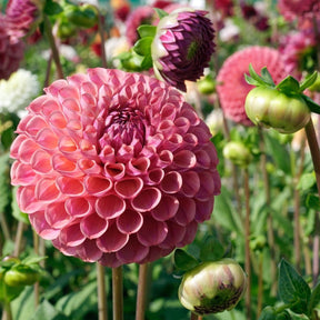 Dahlia Caitlin's Joy - Dahlias - Fluwel