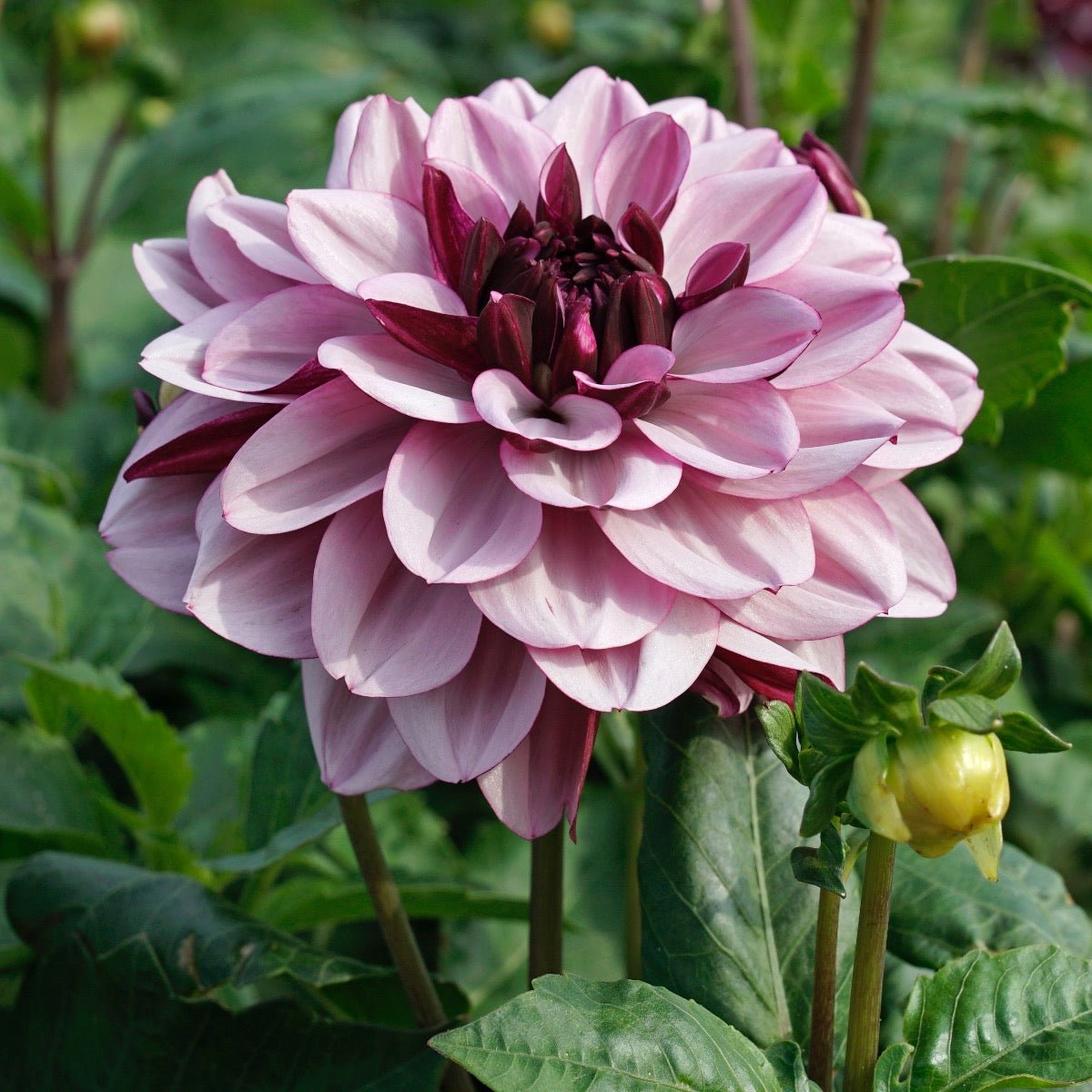 Dahlia Crême de Cassis - meerkleurige dahlia - Fluwel