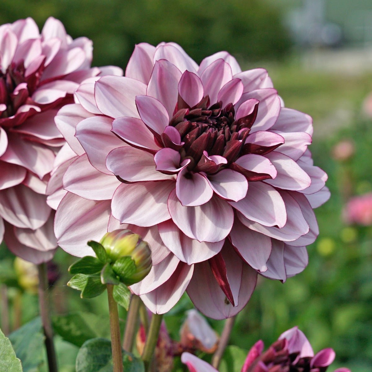Dahlia Crême de Cassis - meerkleurige dahlia - Fluwel