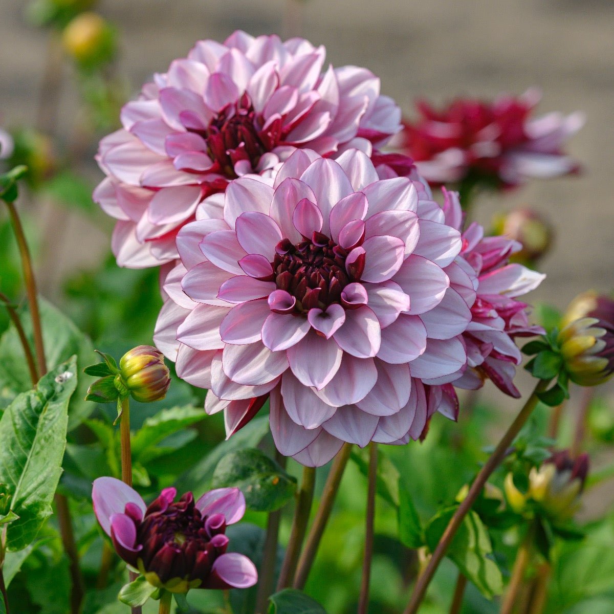 Dahlia Crême de Cassis - meerkleurige dahlia - Fluwel