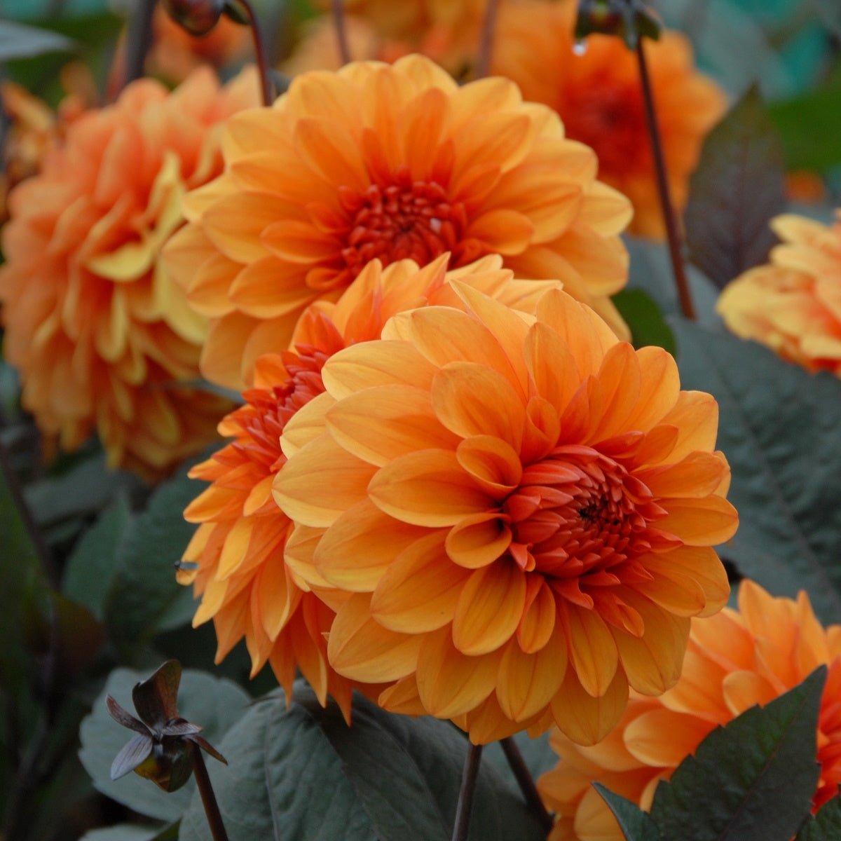 Dahlia David Howard - oranje dahlia - Fluwel