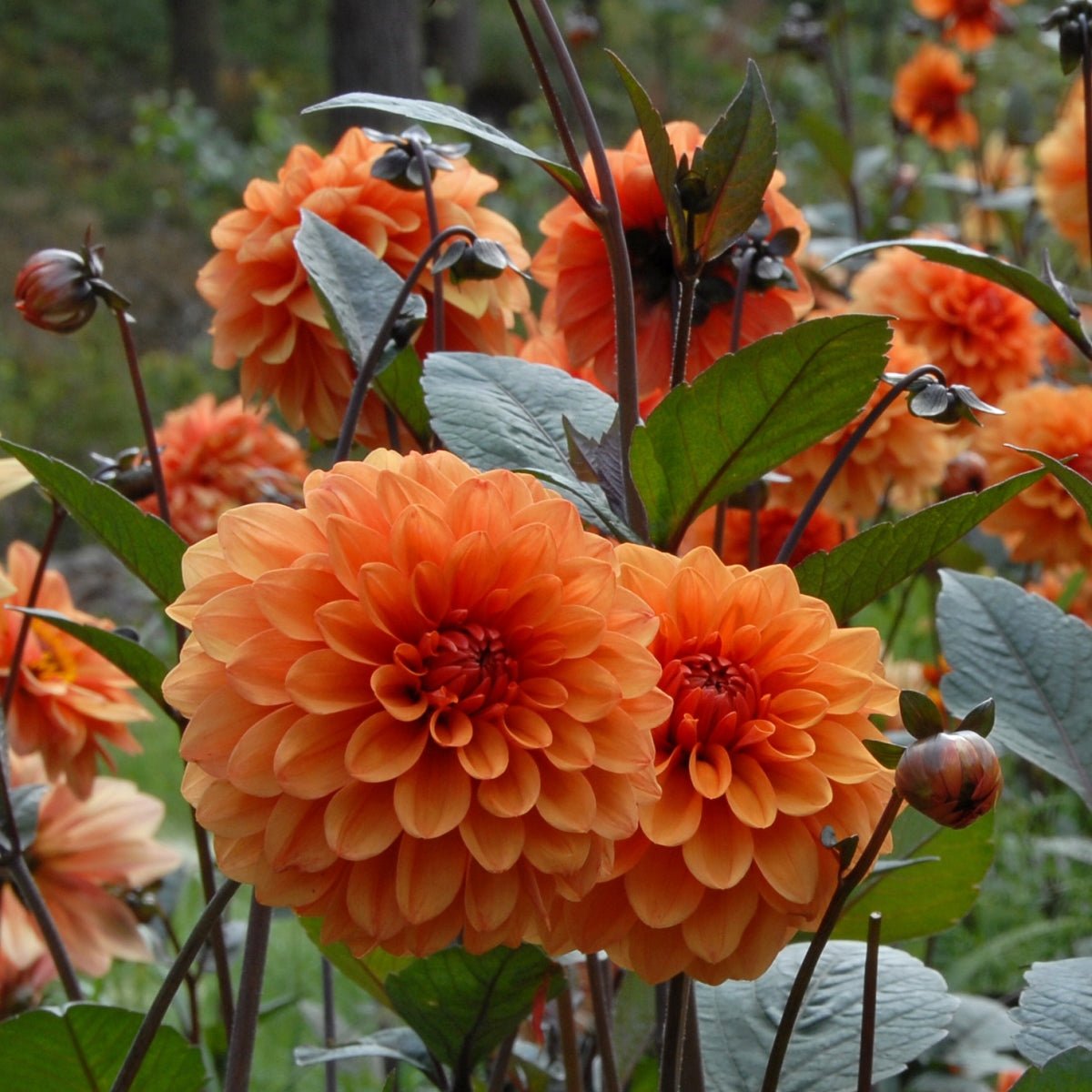 Dahlia David Howard - oranje dahlia - Fluwel