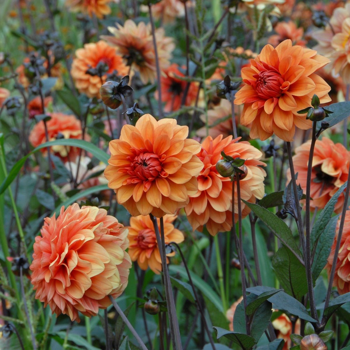 Dahlia David Howard - oranje dahlia - Fluwel