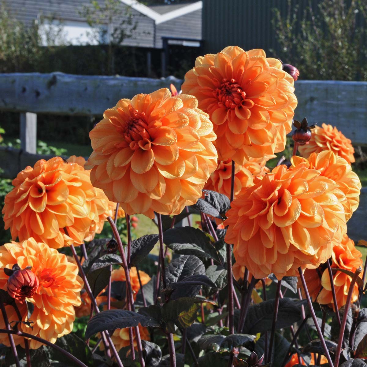 Dahlia David Howard - oranje dahlia - Fluwel