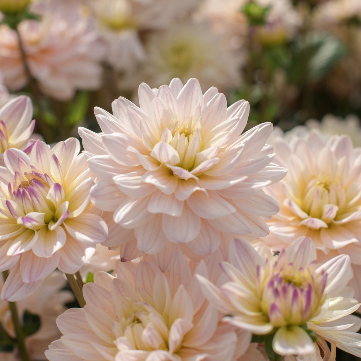 Dahlia Diana's Memory - roze dahlia - Fluwel