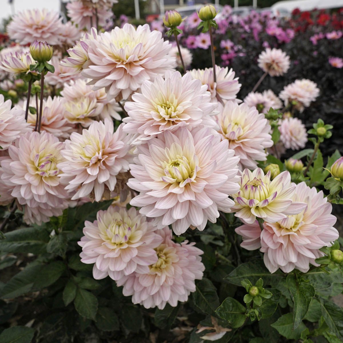 Dahlia Diana's Memory - roze dahlia - Fluwel