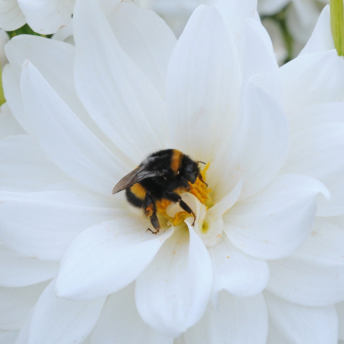 Dahlia Eternal Snow - witte dahlia - Fluwel