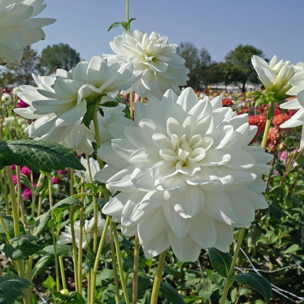 Dahlia Eternal Snow - witte dahlia - Fluwel