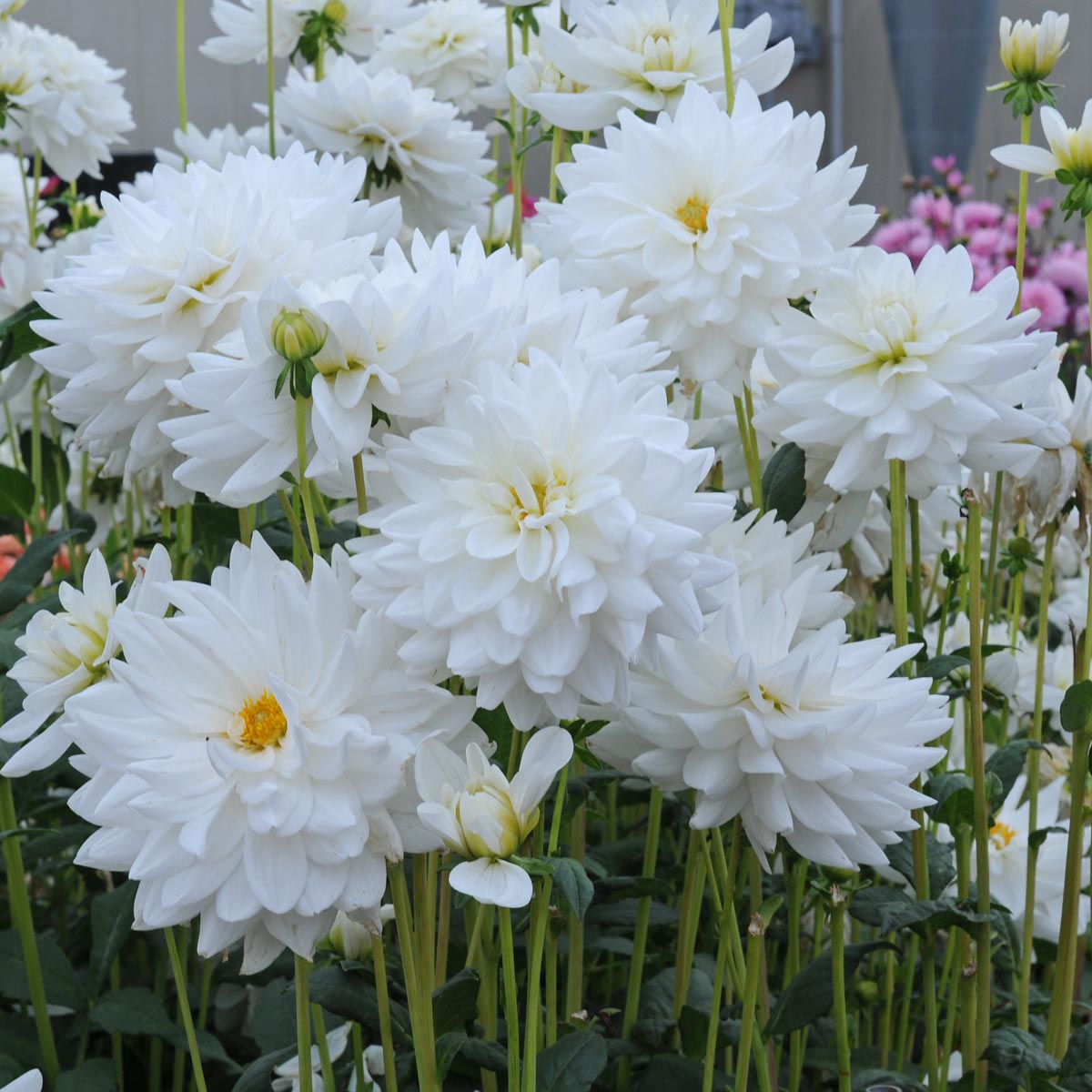 Dahlia Eternal Snow - witte dahlia - Fluwel