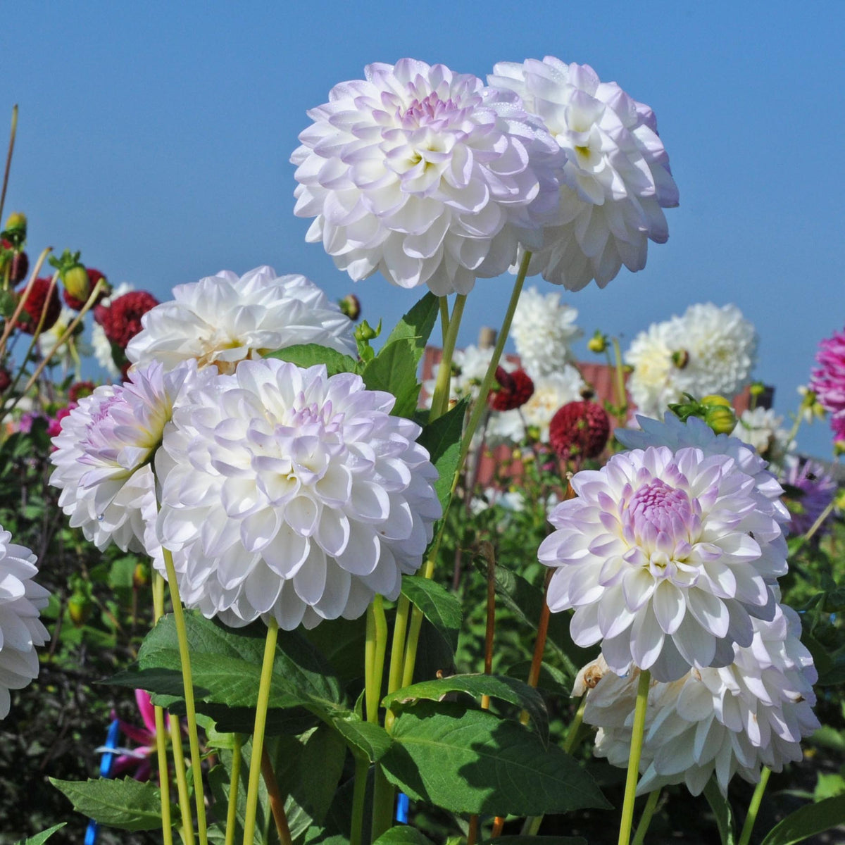 Dahlia Eveline - Dahlias - Fluwel