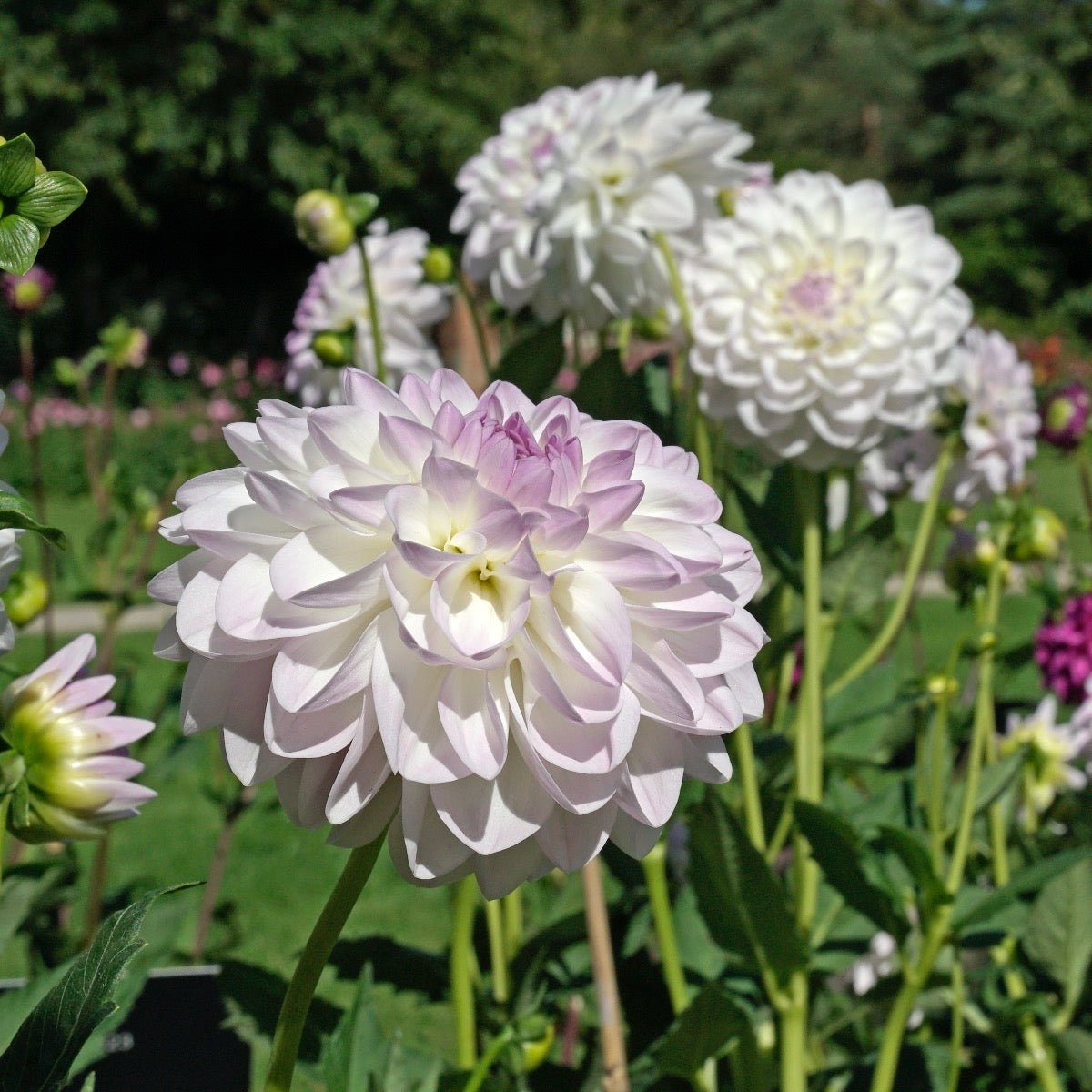 Dahlia Eveline - meerkleurige dahlia - Fluwel