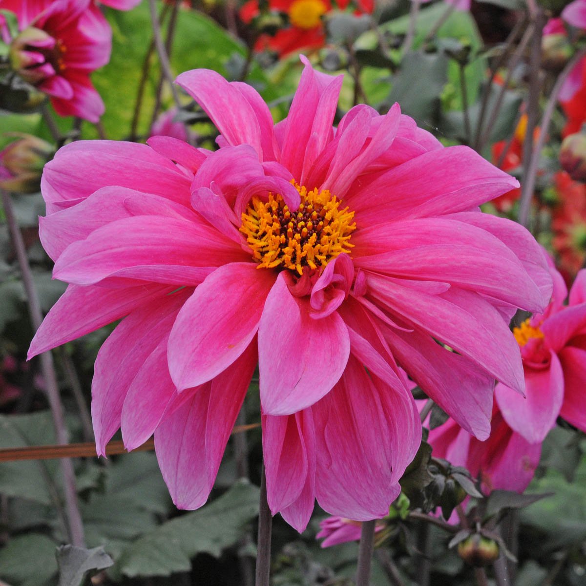 Dahlia Fascination - paarse dahlia - Fluwel