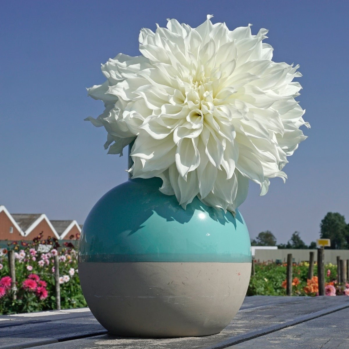 Dahlia Fleurel - witte dahlia - Fluwel