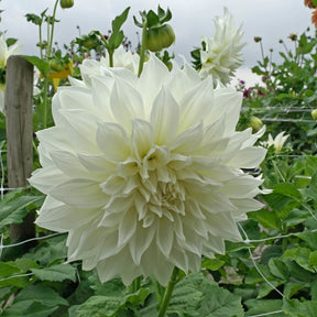 Dahlia Fleurel - Dahlias - Fluwel
