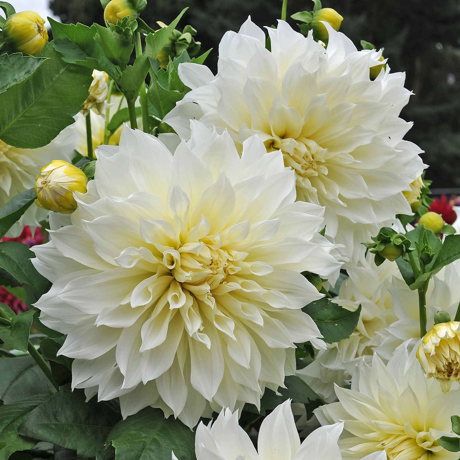 Dahlia Fleurel - witte dahlia - Fluwel