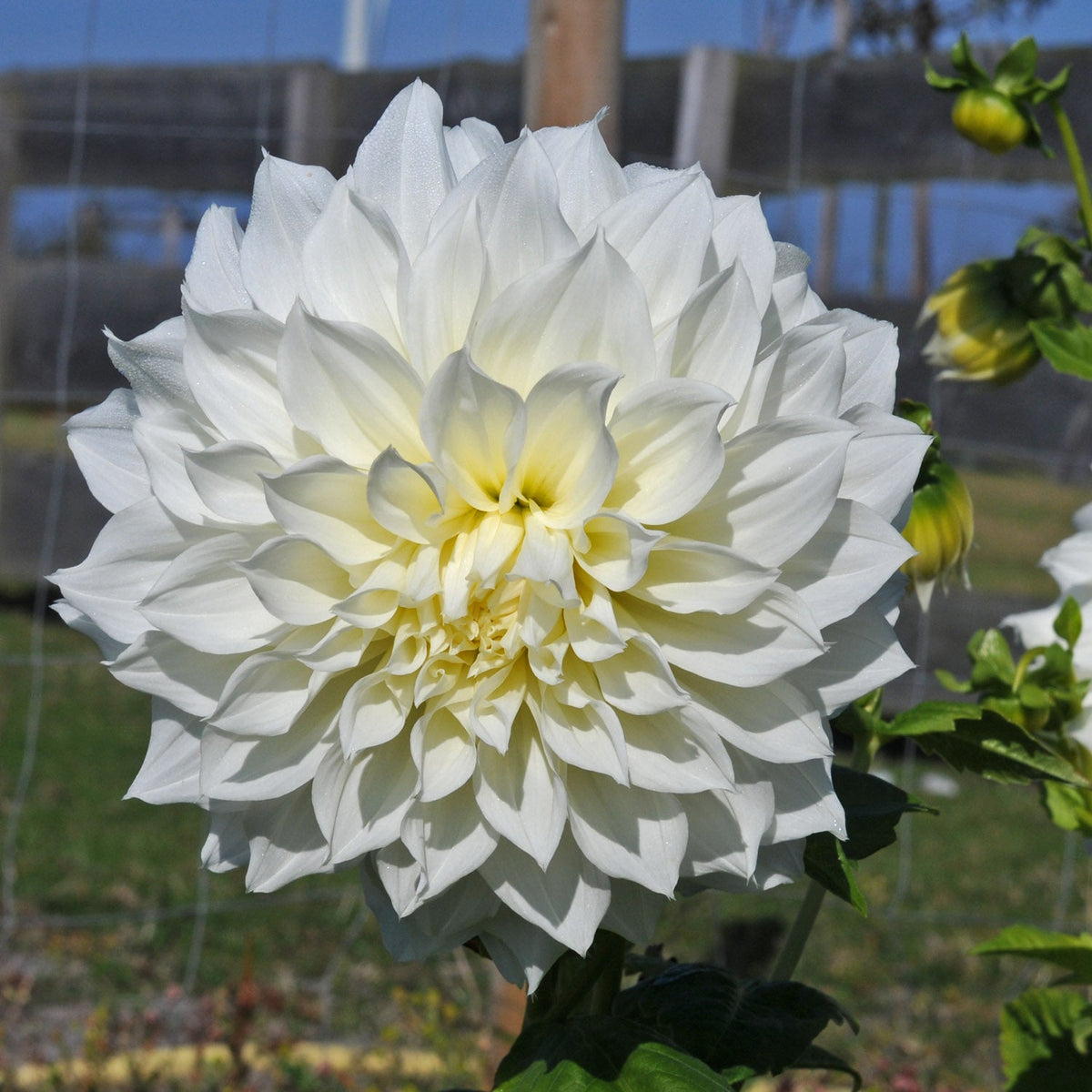 Dahlia Fleurel - witte dahlia - Fluwel