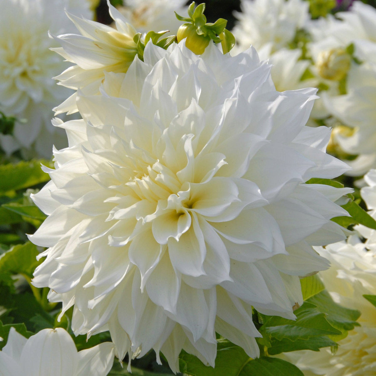 Dahlia Fleurel - witte dahlia - Fluwel
