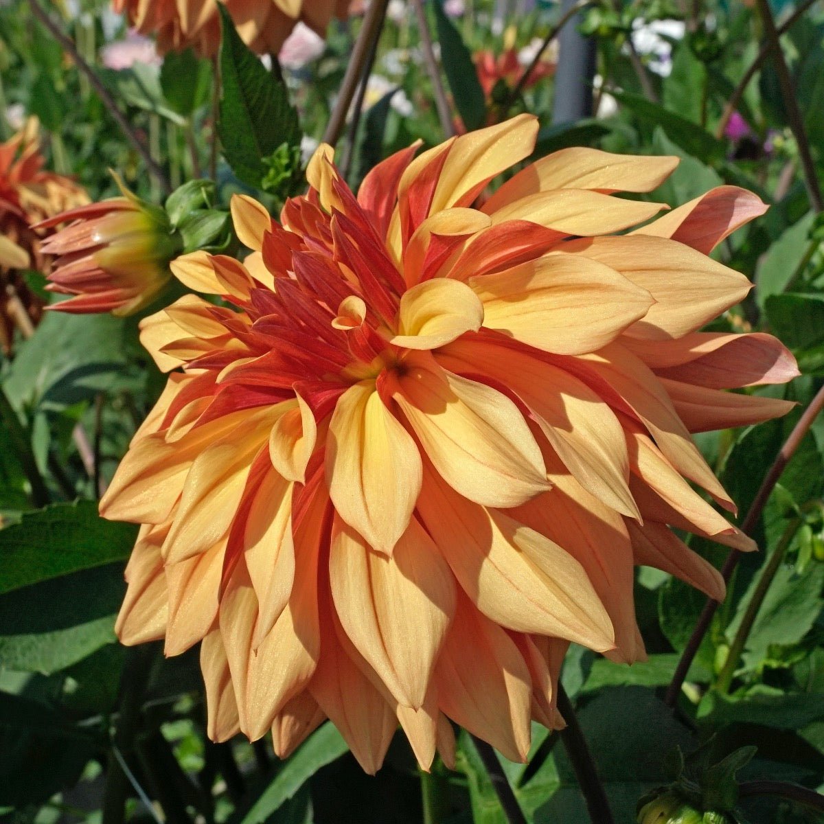 Dahlia French Cancan - meerkleurige dahlia - Fluwel