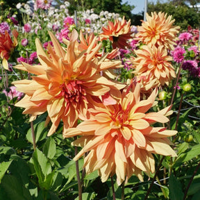 Dahlia French Cancan - Dahlias - Fluwel