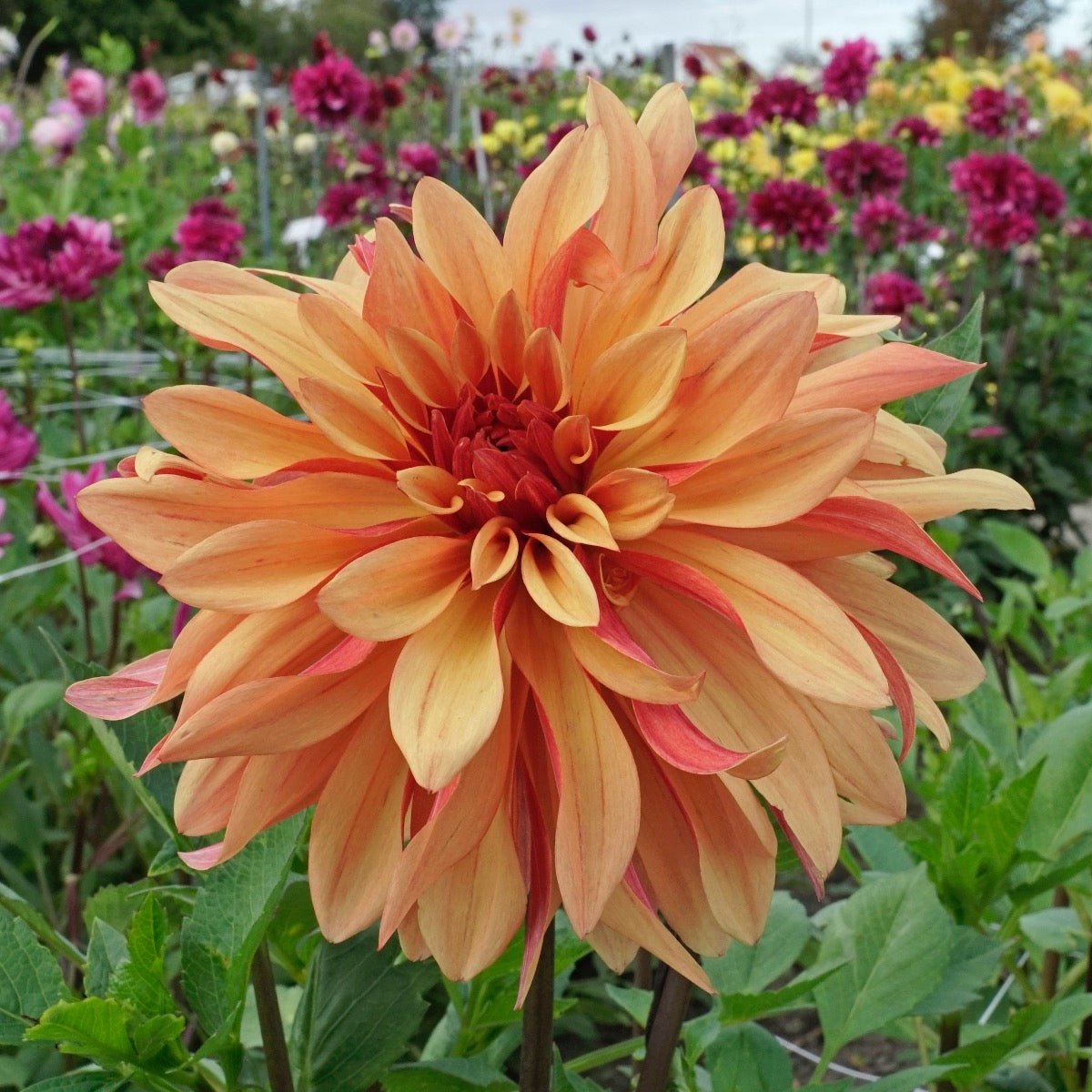 Dahlia French Cancan - meerkleurige dahlia - Fluwel
