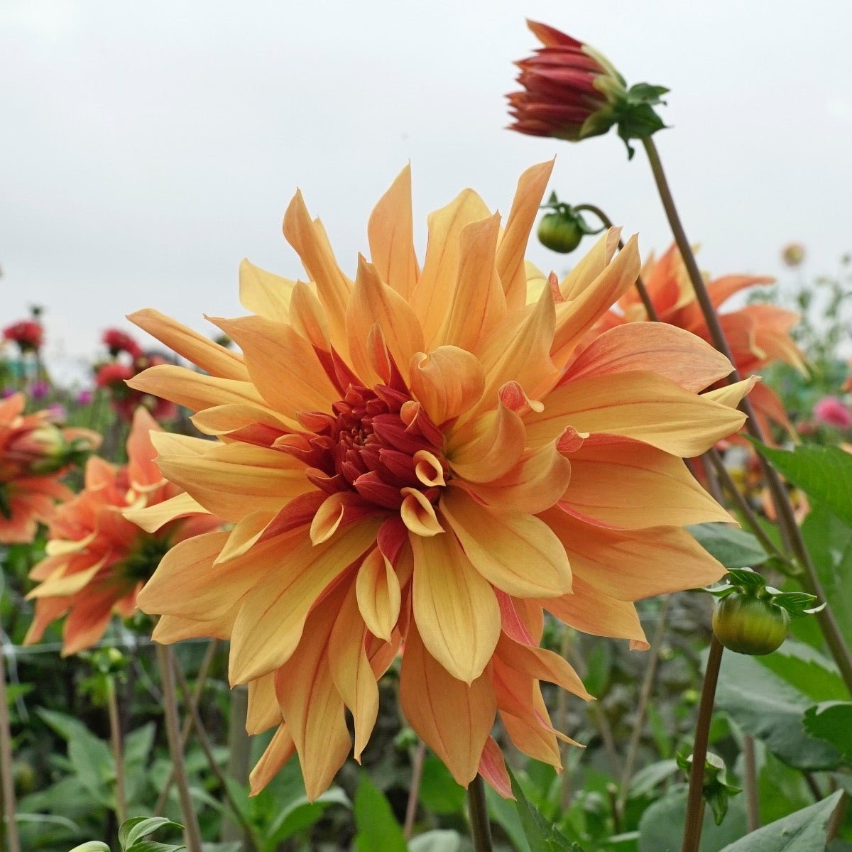 Dahlia French Cancan - meerkleurige dahlia - Fluwel