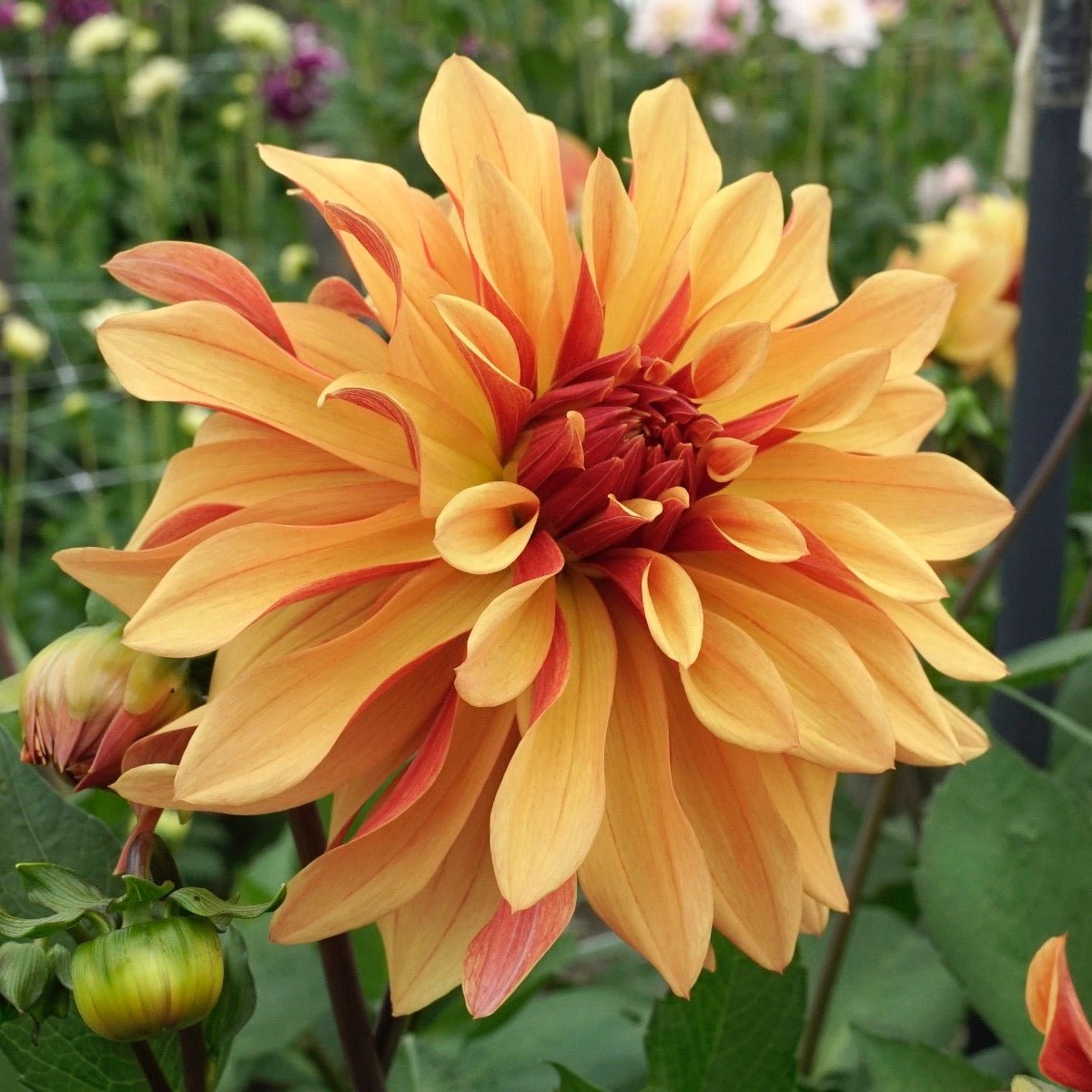 Dahlia French Cancan - Dahlias - Fluwel