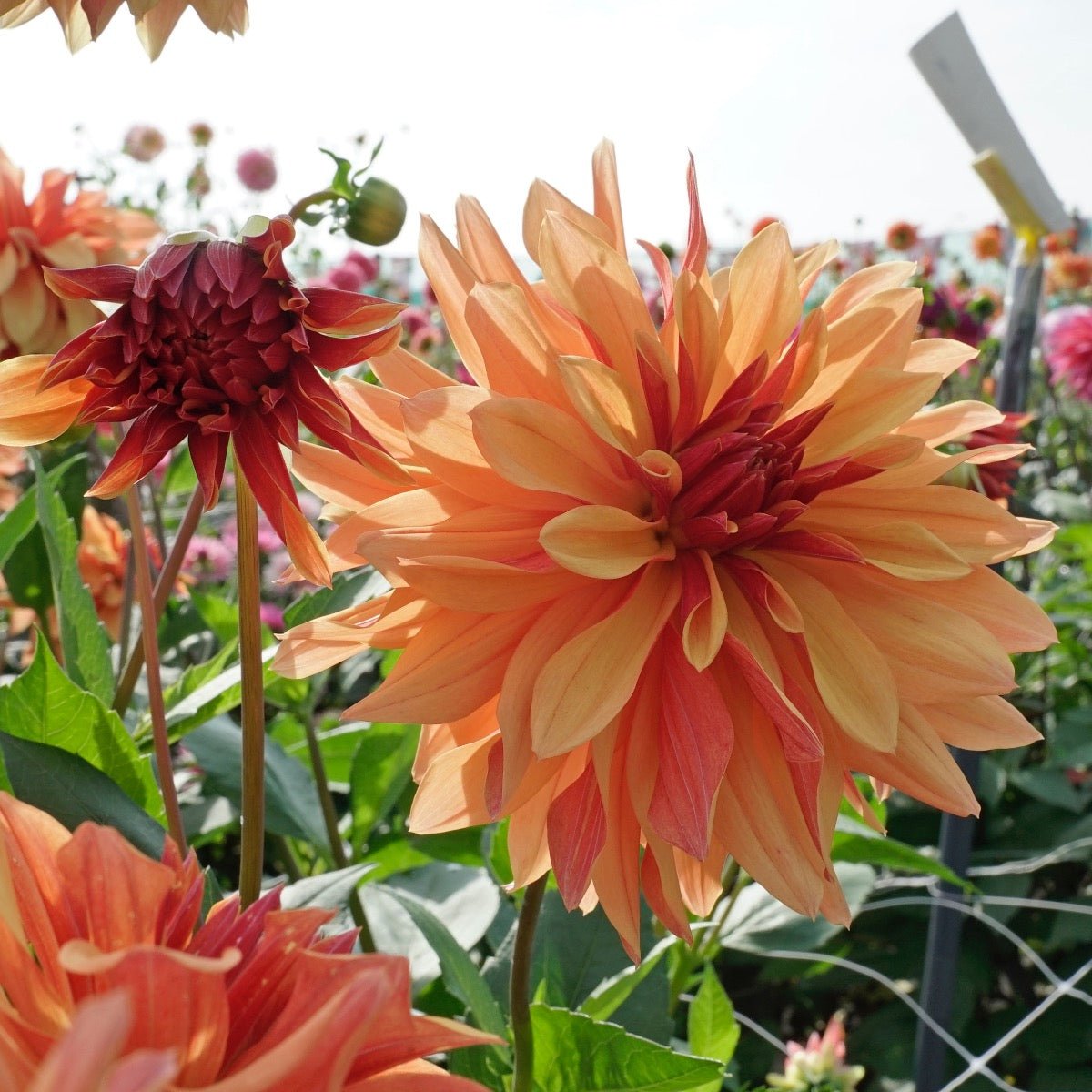 Dahlia French Cancan - meerkleurige dahlia - Fluwel