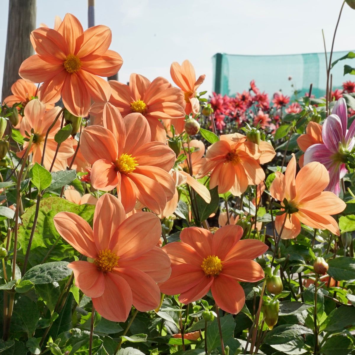 Dahlia G.F. Hemerik - oranje dahlia - Fluwel