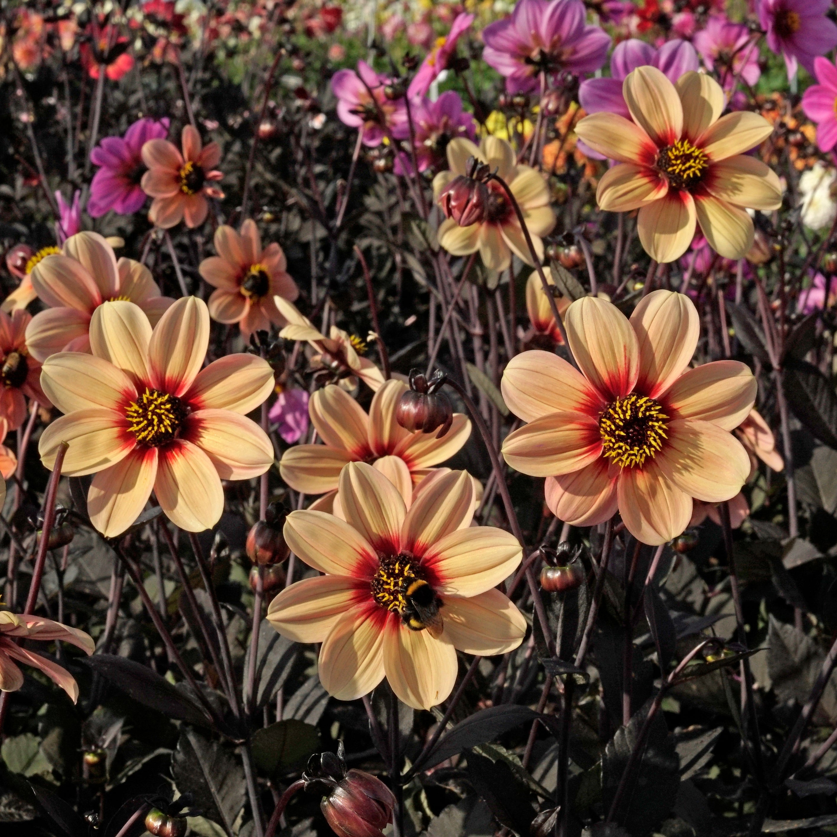 Dahlia Happy Single Kiss - meerkleurige dahlia - Fluwel