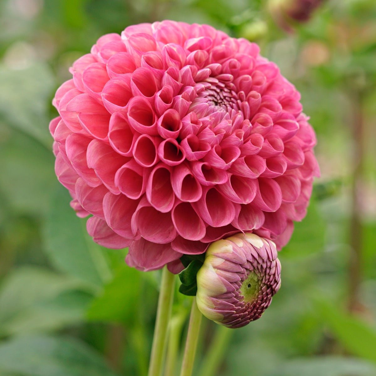 Dahlia Jowey Frambo - roze dahlia - Fluwel