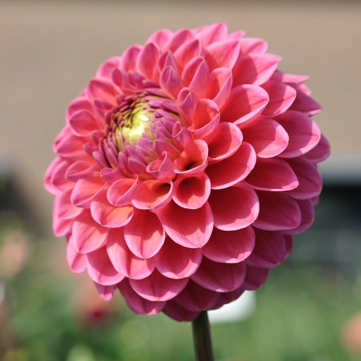 Dahlia Jowey Frambo - roze dahlia - Fluwel