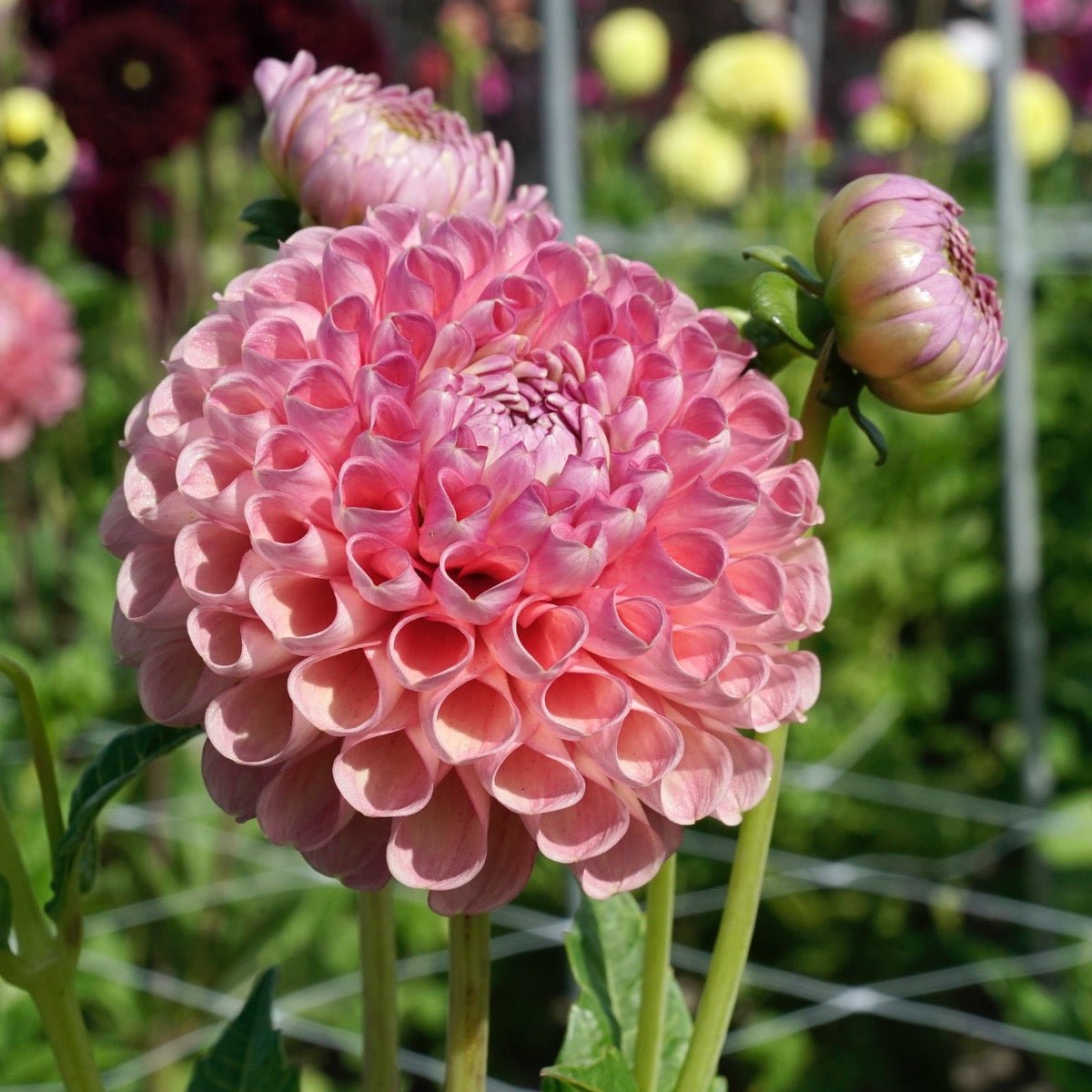 Dahlia Jowey Frambo - roze dahlia - Fluwel
