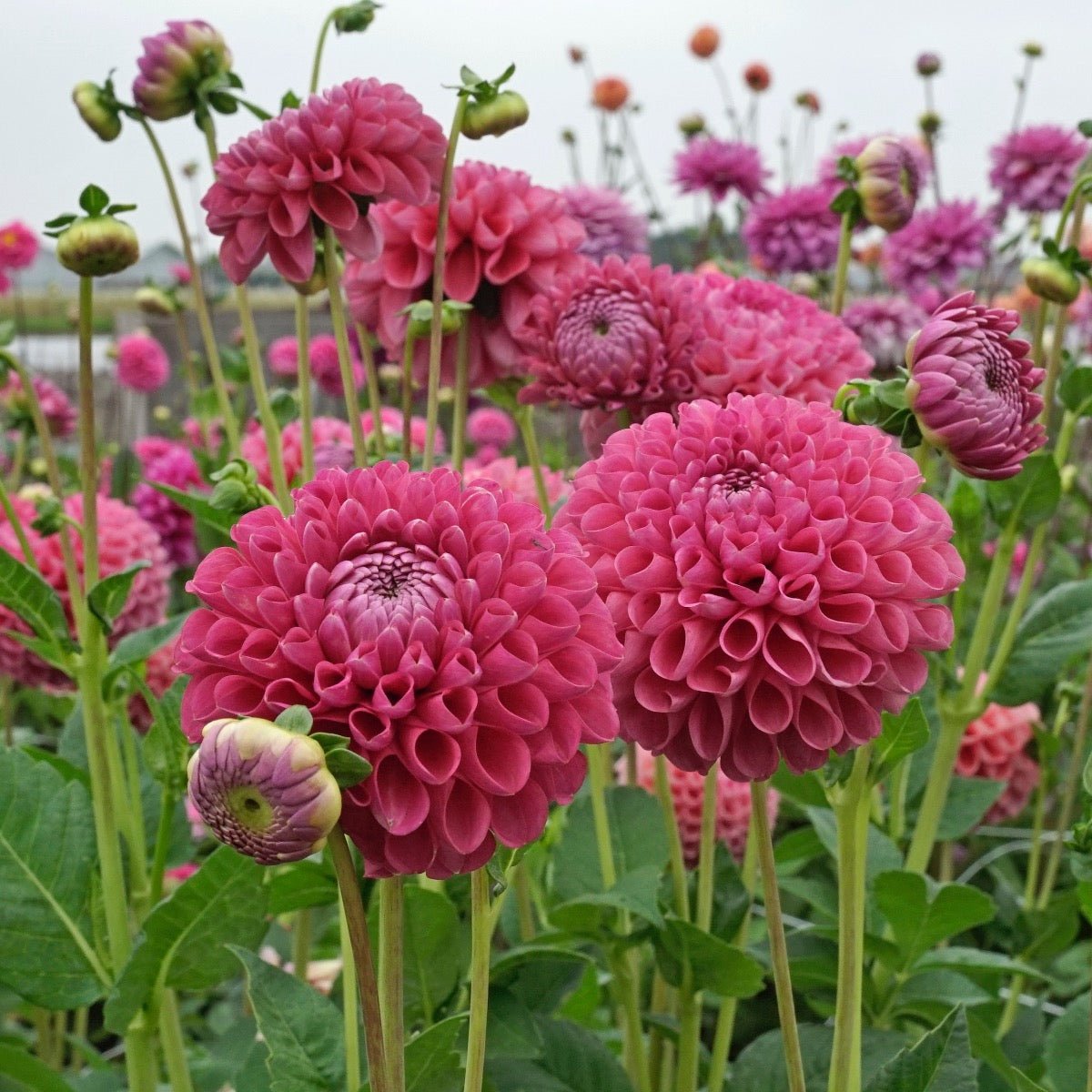 Dahlia Jowey Frambo - roze dahlia - Fluwel