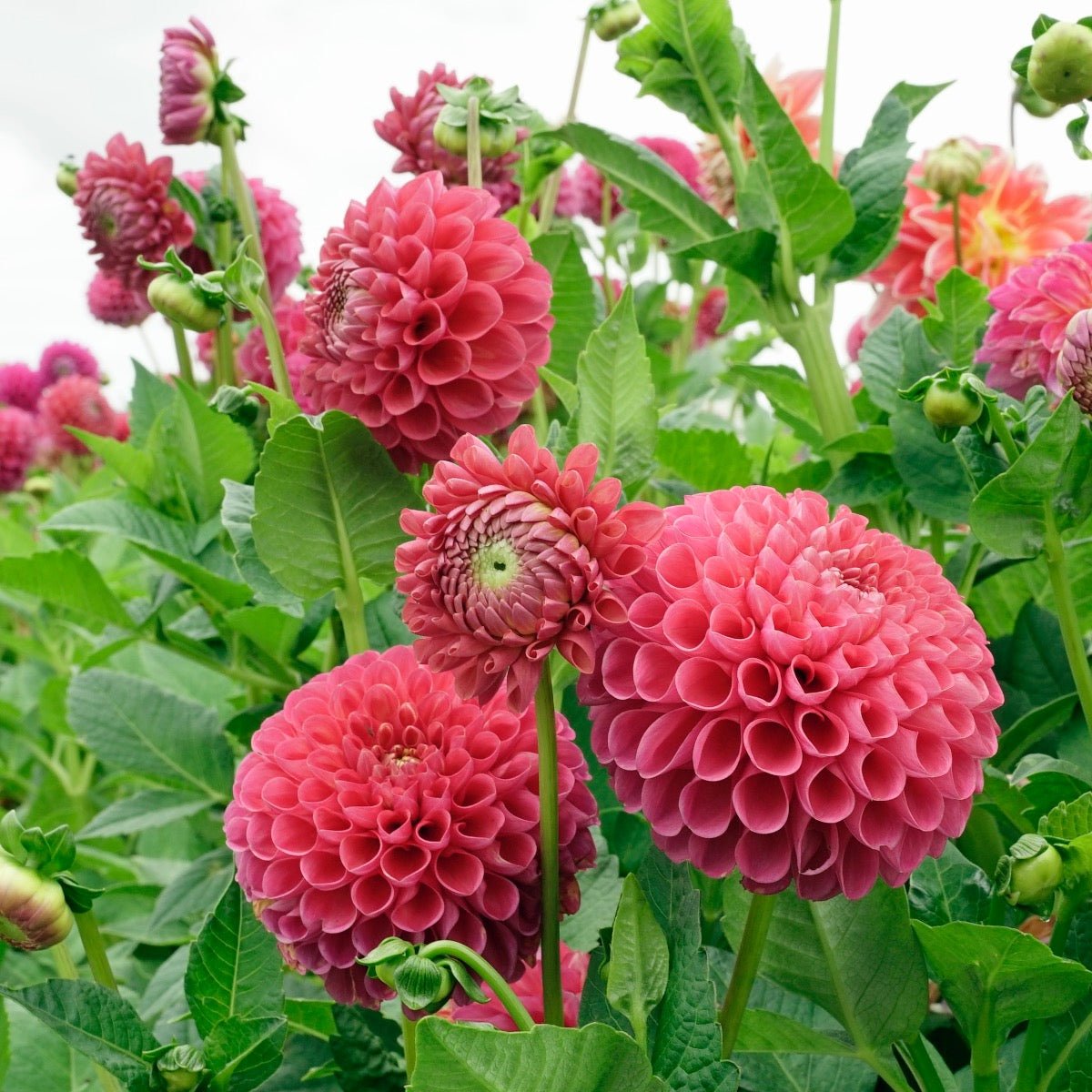 Dahlia Jowey Frambo - roze dahlia - Fluwel