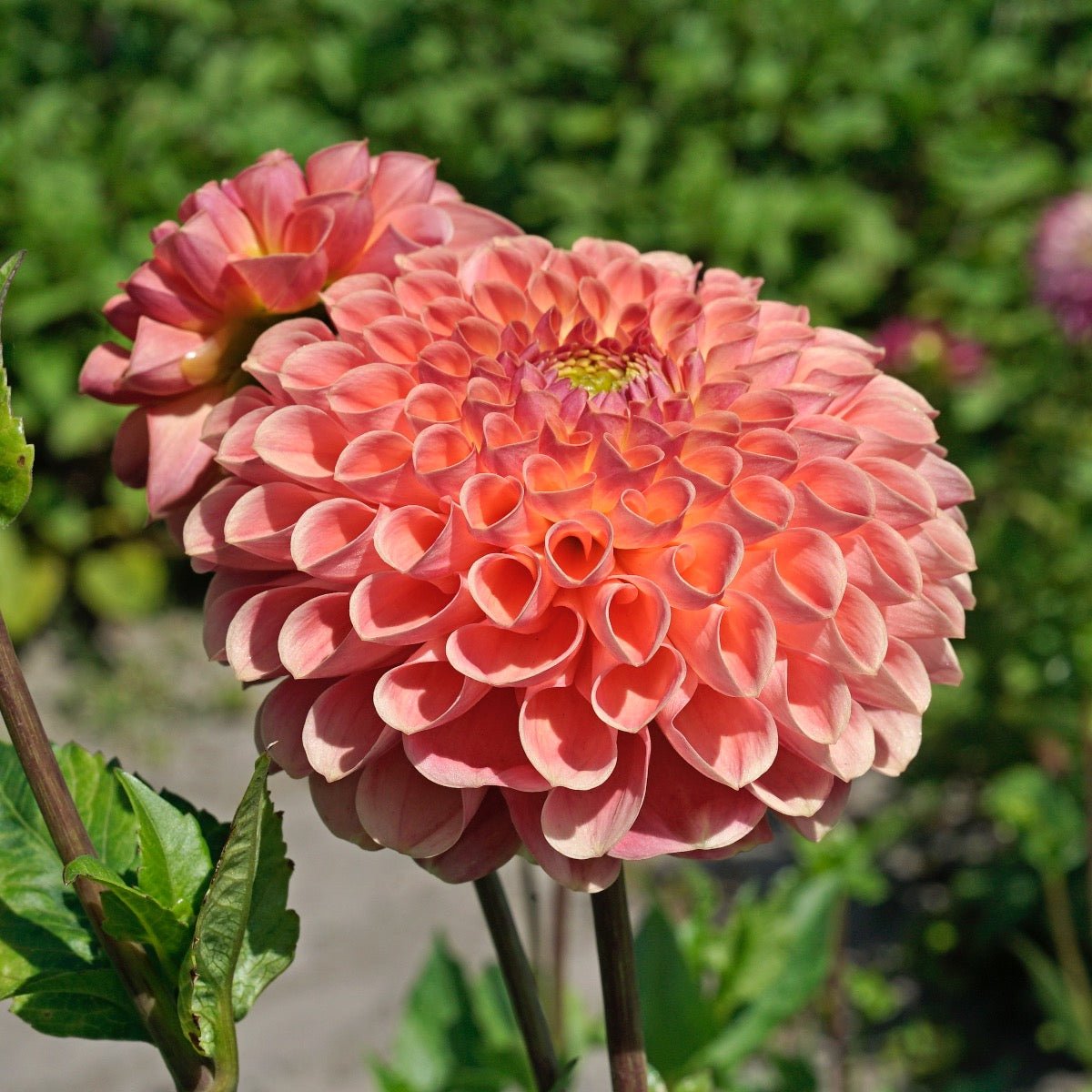Dahlia Jowey Nicky - roze dahlia - Fluwel