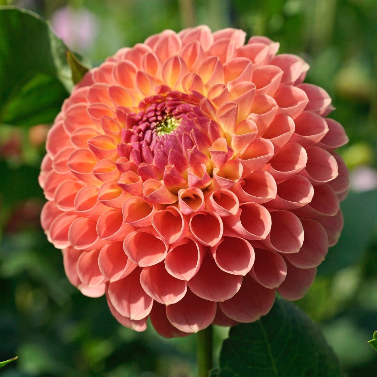 Dahlia Jowey Nicky - Dahlias - Fluwel