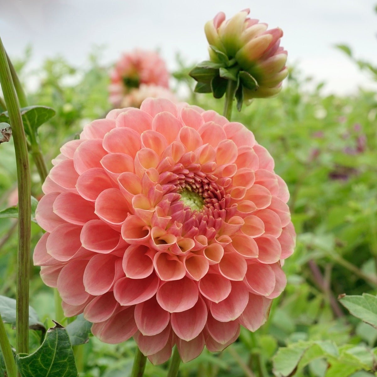 Dahlia Jowey Nicky - roze dahlia - Fluwel
