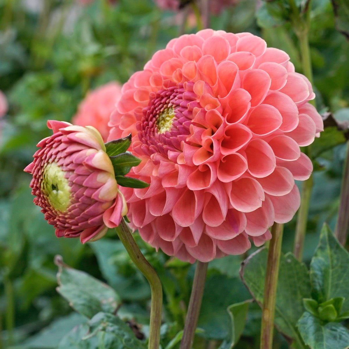 Dahlia Jowey Nicky - roze dahlia - Fluwel