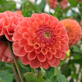 Dahlia Jowey Nicky - Dahlias - Fluwel