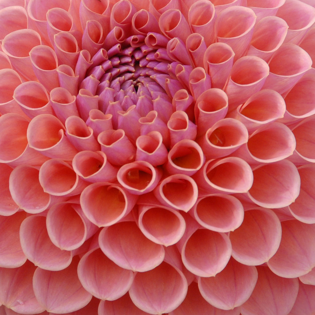 Dahlia Jowey Winnie - roze dahlia - Fluwel
