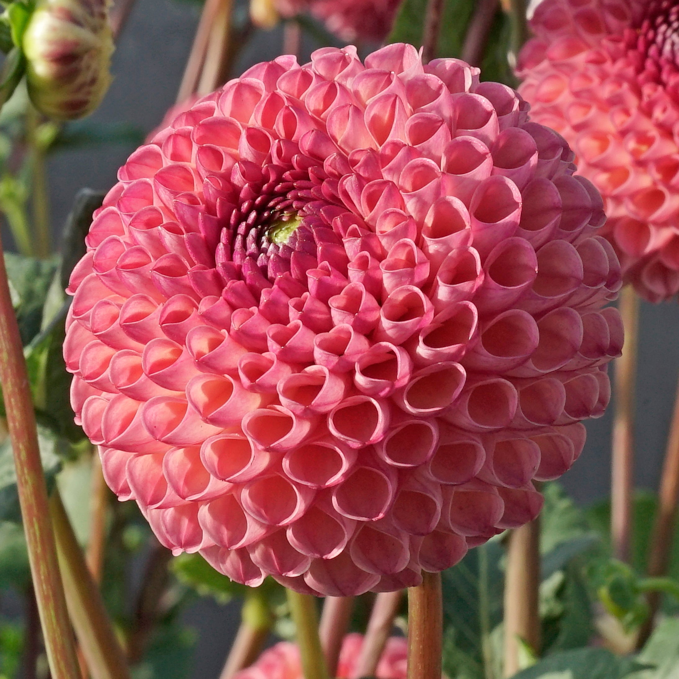 Dahlia Jowey Winnie - roze dahlia - Fluwel