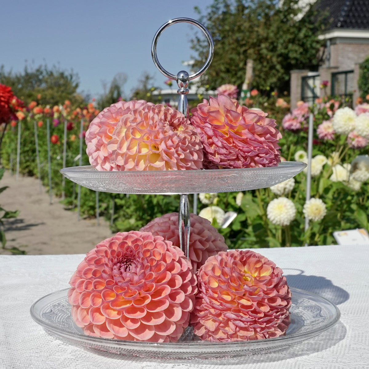 Dahlia Jowey Winnie - roze dahlia - Fluwel