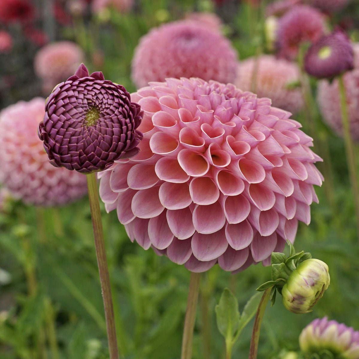 Dahlia Jowey Winnie - roze dahlia - Fluwel
