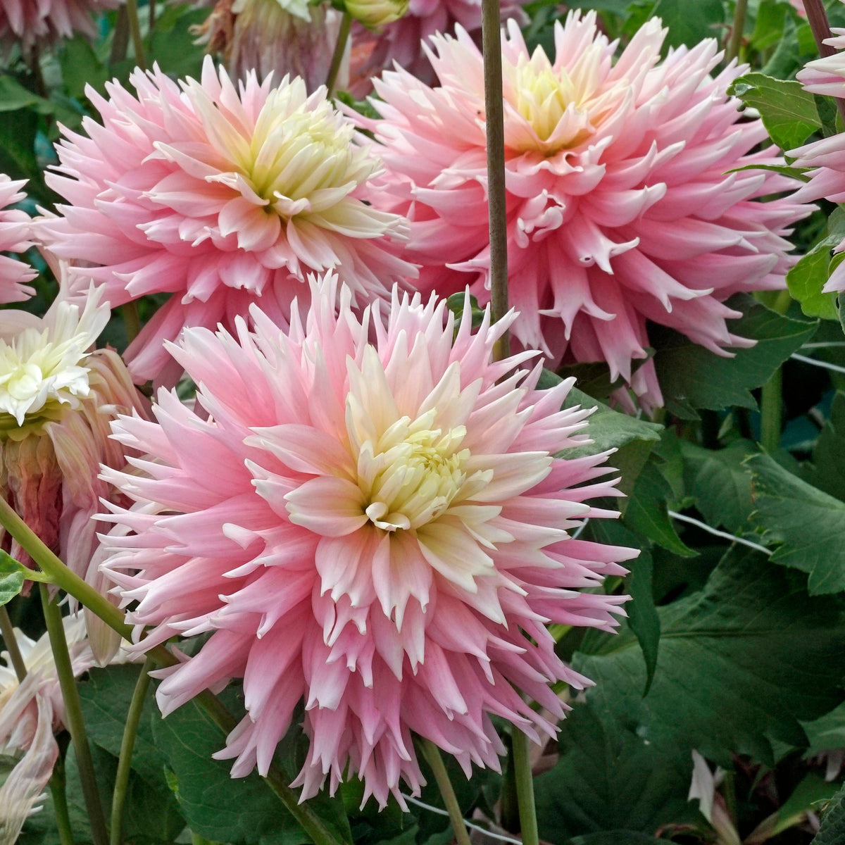 Dahlia Just Married - roze dahlia - Fluwel