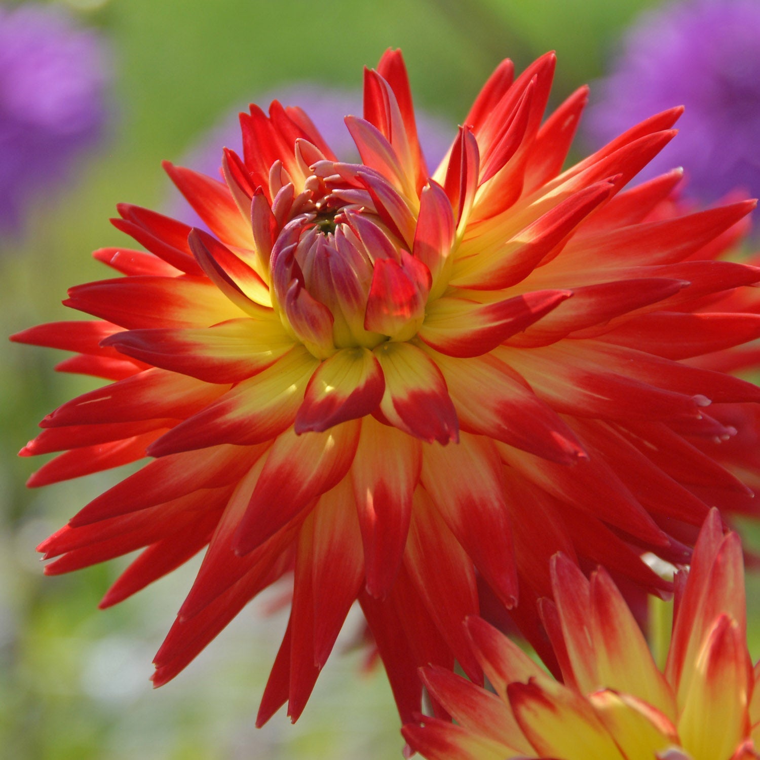 Dahlia Karma Bon Bini - meerkleurige dahlia - Fluwel