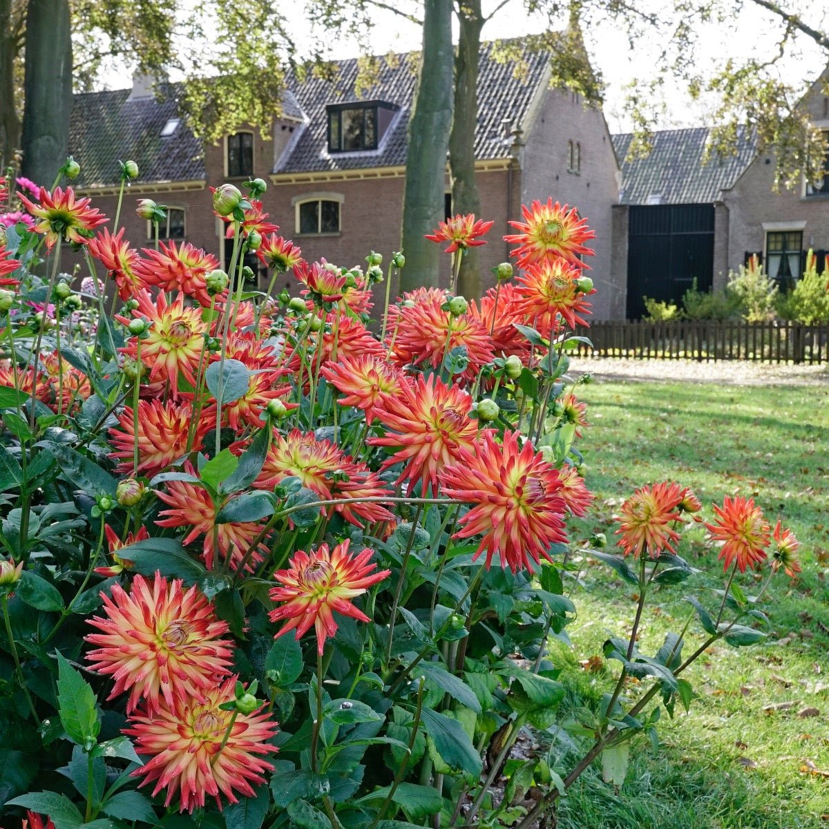 Dahlia Karma Bon Bini - Dahlias - Fluwel